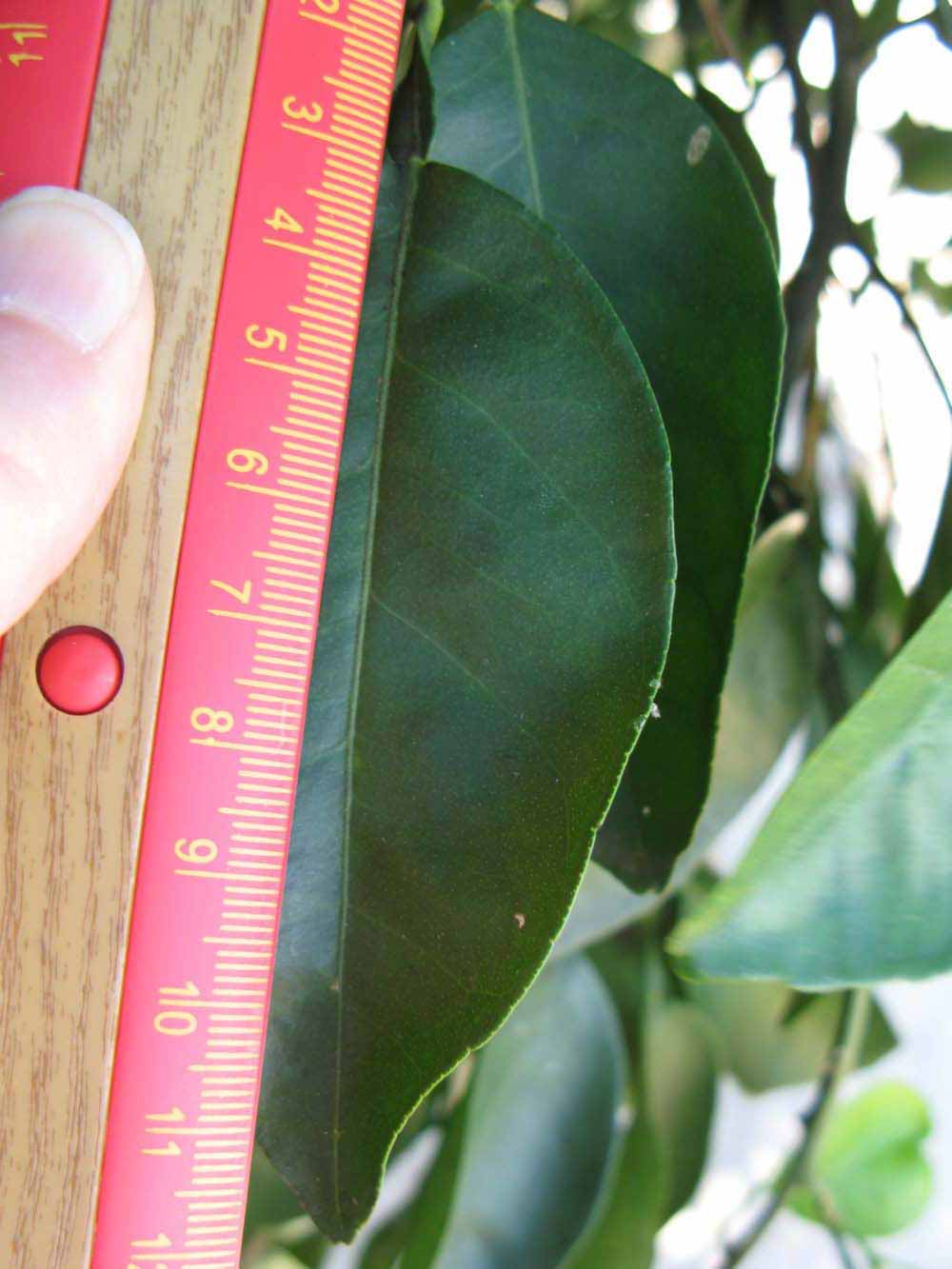              Unifoliolate leaf (Winter Haven, FL)       